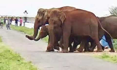 இரவு நேரங்களில்பவானிசாகர் அணை பகுதியில் யானைகள் நடமாட்டம்