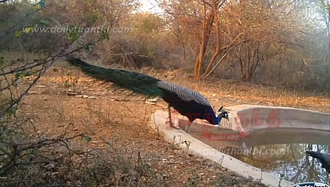 தேன்கனிக்கோட்டை பகுதி வனப்பகுதியில்தொட்டிகளில் தண்ணீர் நிரப்பும் பணி தீவிரம்