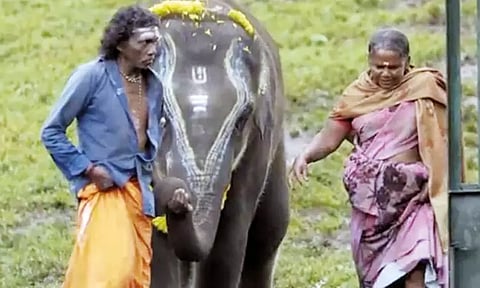 ஆவணப்படத்துக்கு ஆஸ்கார் விருது... "பிள்ளைகளைபோல யானைகளை பராமரித்ததற்கு கிடைத்த விருது" - நீலகிரி பாகன் தம்பதி நெகிழ்ச்சி