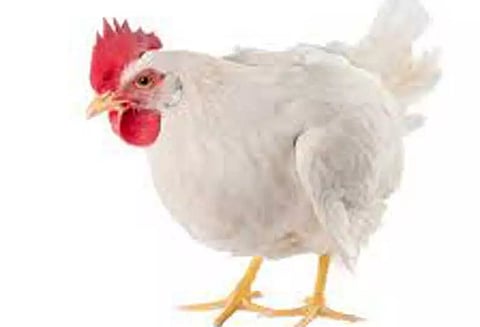 முட்டைக்கோழி கிலோவுக்கு ரூ.10 உயர்வு