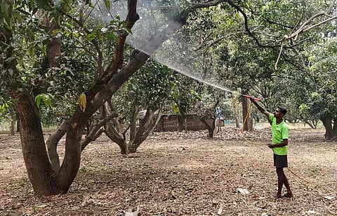 பூத்துக்குலுங்கும் மாமரங்கள்