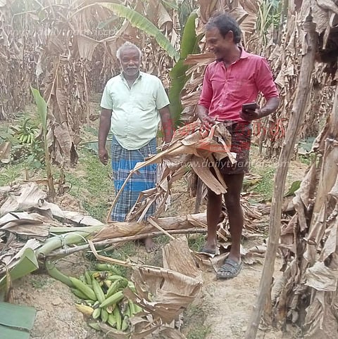 கரடி அட்டகாசம்