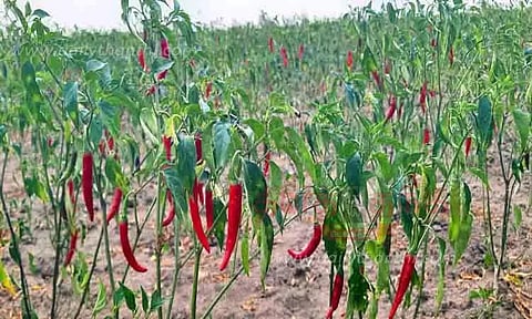 காய்த்து தொங்கும் மிளகாய்