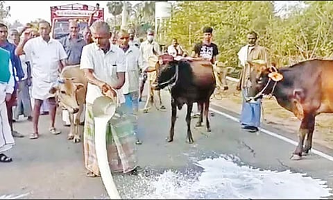 கொள்முதல் விலையை உயர்த்தக்கோரி பாலை ரோட்டில் கொட்டி உற்பத்தியாளர்கள் போராட்டம்