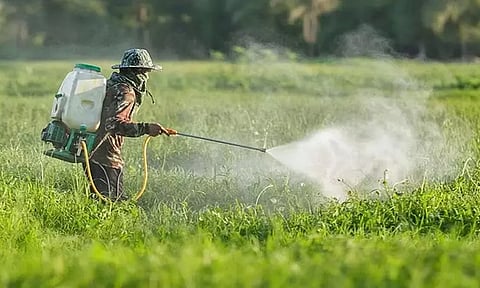 தடை செய்யப்பட்ட பூச்சிக்கொல்லி மருந்துகளை விற்றால் கடும் நடவடிக்கை - வேளாண் அதிகாரி தகவல்