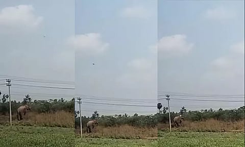 தருமபுரி: தாழ்வான மின்கம்பி உரசியதால் பரிதாபமாக உயிரிழந்த யானை...வீடியோ...!