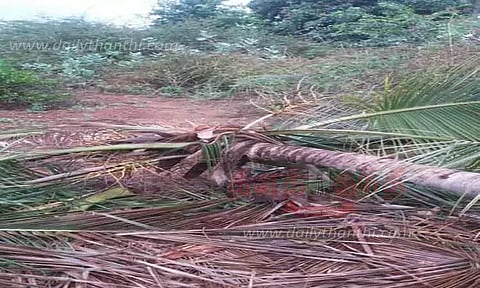 தோட்டங்களில் புகுந்து காட்டு யானைகள் அட்டகாசம்-தென்னை மரங்கள் சேதம்