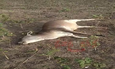 விஷம் கலந்த தண்ணீரை மாடுகள் பலி