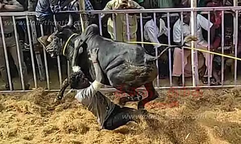 ஜல்லிக்கட்டில் சீறிப்பாய்ந்த 654 காளைகள்