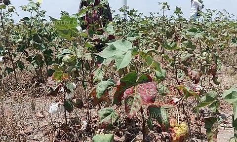 போதிய மழை இல்லாமல் பருத்திச்செடிகளில் நோய் தாக்கம்