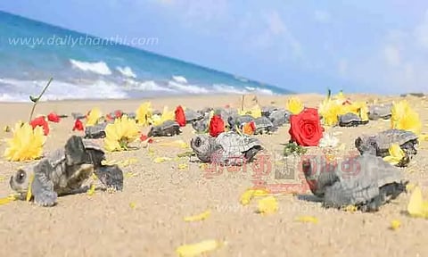 தனுஷ்கோடி கடற்கரையில் 14 ஆயிரம் ஆமை முட்டைகள் சேகரிப்பு