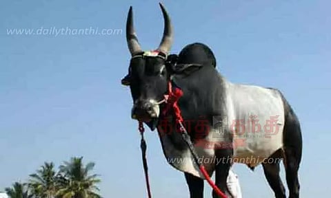 தாமலேரிமுத்தூரில் எருது விடும் விழா ஒத்திவைப்பு