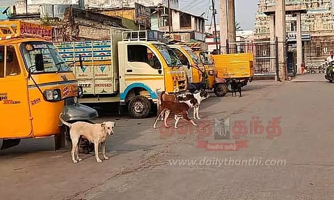 சோளிங்கரில் நாய்கள் தொல்லை