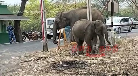 பண்ணாரி சோதனைச்சாவடி அருகே குட்டியுடன் நின்று கரும்பை சுவைத்த யானை