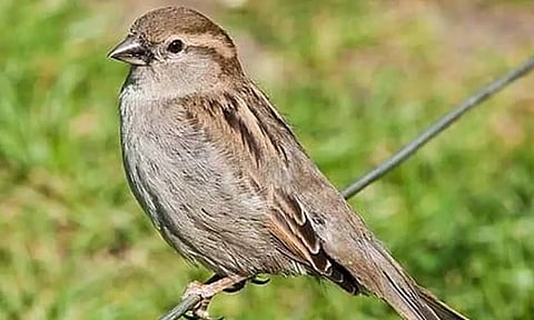 சிட்டுக்குருவிகளை அழியாமல் பாதுகாப்போம்