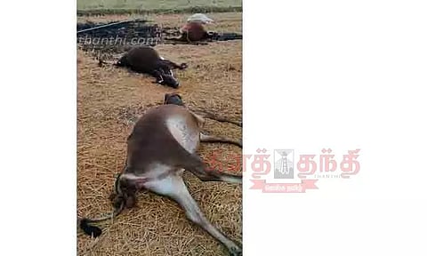 மின்கம்பி அறுந்து விழுந்து 5 மாடுகள் சாவு