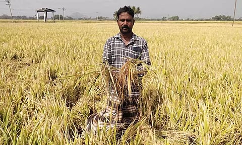 கச்சிராயப்பாளையம் பகுதியில் ஆலங்கட்டி மழைஅறுவடைக்கு தயாராக இருந்த 100 ஏக்கர் நெற்பயிர்கள் சேதம்விவசாயிகள் கவலை