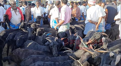 ரூ.1.30 கோடிக்கு ஆடுகள், கோழிகள் விற்பனை