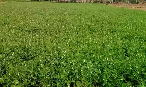 செழித்து வளர்ந்துள்ள எள் செடிகள்