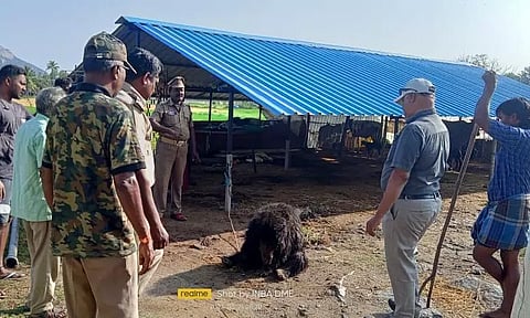 பொதுமக்களை அச்சுறுத்தி வந்த கரடி சிக்கியது