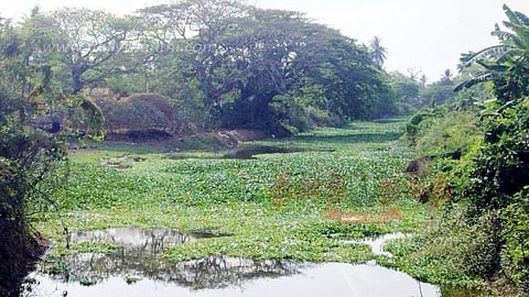 முள்ளியாற்றை ஆக்கிரமித்துள்ள ஆகாயத்தாமரைகள்