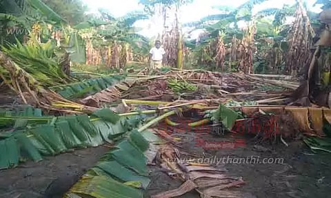 வாழை மரங்கள் சாய்ந்தன