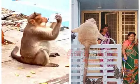குடியிருப்பு பகுதிகளில் குரங்குகள் தொல்லை