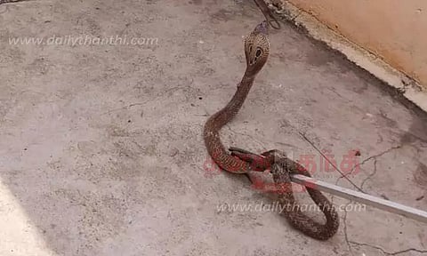 கோவிலுக்குள் புகுந்த பாம்பு பிடிபட்டது