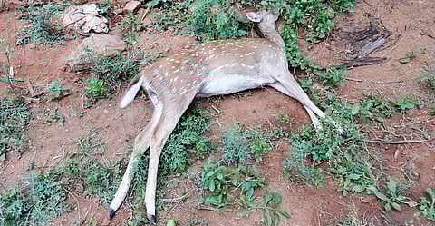 மான் சாவு