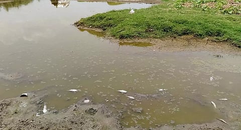 பாலசமுத்திரத்தில் குளத்தில் செத்து மிதந்த மீன்கள்