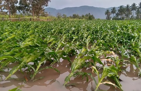 சூறை காற்றால் சாய்ந்த மக்காச்சோள பயிர்கள்