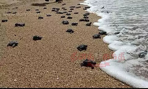 ஆமை குஞ்சுகள் கடலில் விடப்பட்டன