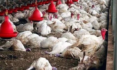 ஜப்பானில் வேகமாக பரவும் பறவைக்காய்ச்சல் - 3.30 லட்சம் கோழிகளை அழிக்க அதிகாரிகள் முடிவு