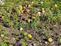 தர்மபுரி மாவட்டத்தில்காற்றுடன் மழைக்கு மரங்களில் மாங்காய்கள் உதிர்வுவிவசாயிகள் கவலை