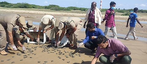 364 ஆலிவர் ரட்லி ஆமை குஞ்சுகள் கடலில் விடப்பட்டன