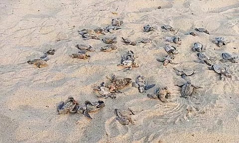 போதிய பராமரிப்பின்றி ஆமைக்குஞ்சுகள் உயிரிழப்பு