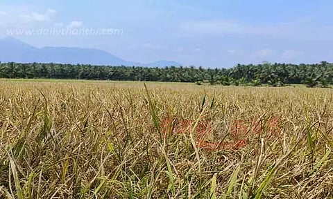 நெல் அறுவடை செய்யும் பணி தாமதம்