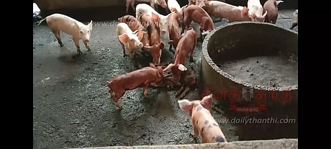 20 பன்றிகளுக்கு ஆப்பிரிக்க வைரஸ் பாதிப்பு