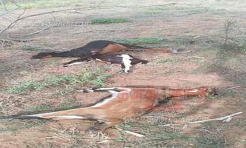 11 ஆடுகள் விஷம் வைத்து சாகடிப்பு