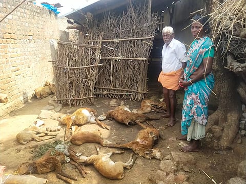 வெறிநாய்கள் கடித்து 9 ஆடுகள் செத்தன