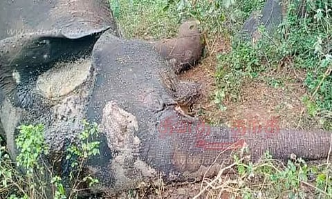 மலையில் இருந்து தவறி விழுந்த பெண் யானை சாவு