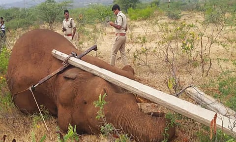 கோவையை அடுத்த மேற்கு தொடர்ச்சி மலை அருகே மின்சாரம் தாக்கி காட்டு யானை சாவு