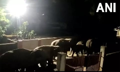 ஒடிசாவில் குடியிருப்புப் பகுதியில் கடந்து சென்ற 12 யானைகள் - வைரலாகும் வீடியோ