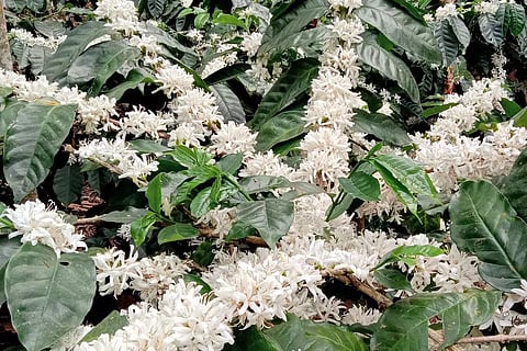 பூத்துக்குலுங்கும் காபி செடிகள்