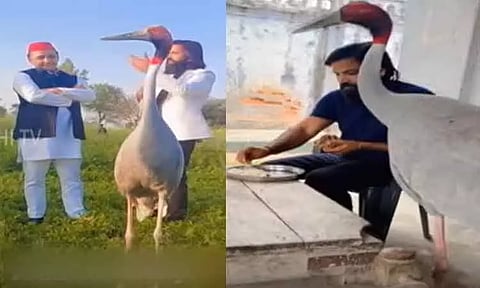 தோழனிடம் இருந்து பிரிந்த சோகத்தில் சாப்பிட மறுக்கும் நாரை - உ.பி.யில் பரபரக்கும் பறவை அரசியல்