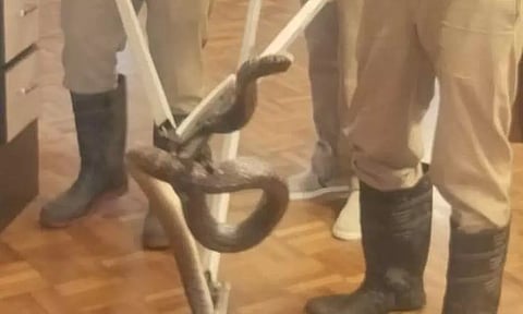 கொடைக்கானலில் ஓட்டல் அதிபர் வீட்டுக்குள் புகுந்த பாம்பு