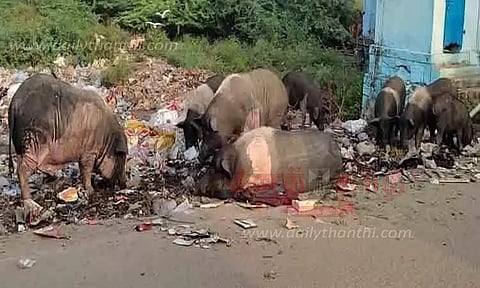 மாநகராட்சி பகுதியில் நடமாடும் பன்றிகளால் நோய் பரவும் அபாயம்