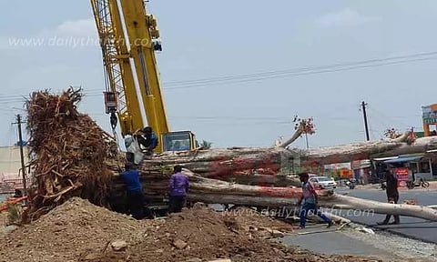 ஈரோடு-சத்தி 4 வழிச்சாலை அமைக்கும் பணிக்காக4 அரச மரங்கள் வேருடன் பிடுங்கப்பட்டு வேறு இடத்தில் நடப்பட்டன