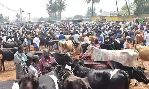 கருங்கல்பாளையம் சந்தைக்கு650 மாடுகள் விற்பனைக்கு வந்தது