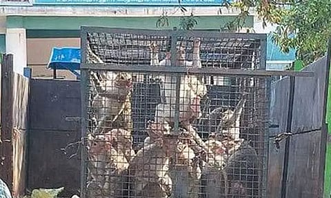 100 குரங்குகள் பிடிபட்டன